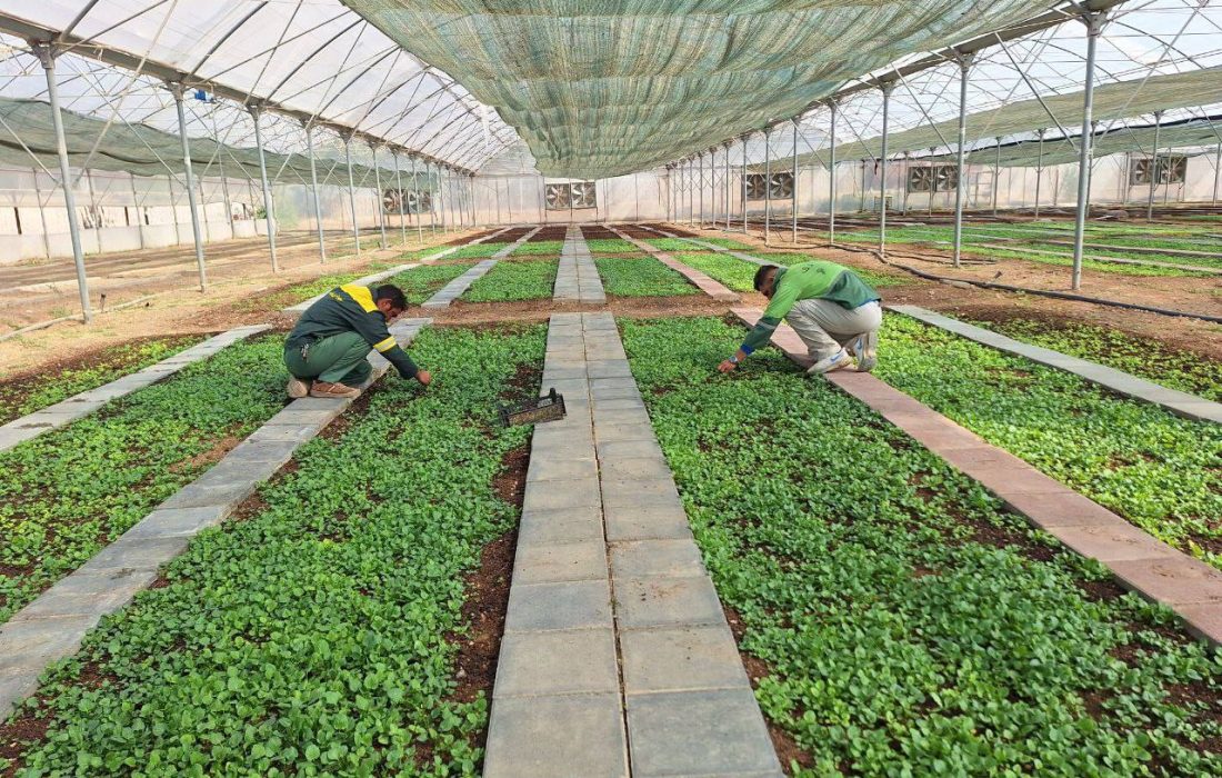 تولید ۱۵ هزار جعبه نشا‌ء گُل‌فصلی کشت پاییزه در کرمانشاه