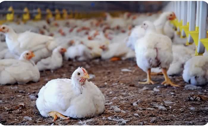 تعزیرات حکومتی 