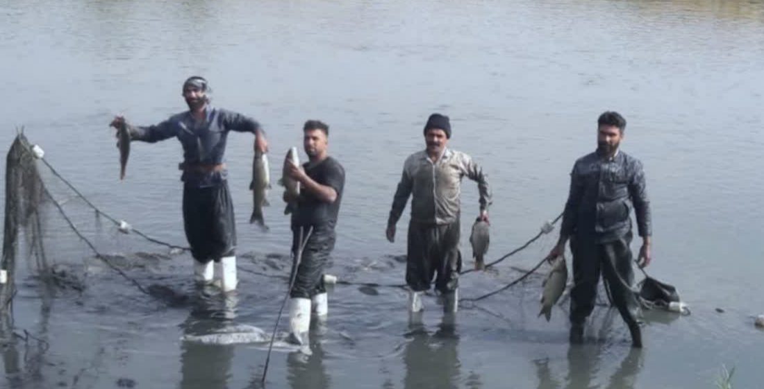 پیش بینی تولید بیش از ۲۳ هزار تن انواع آبزیان در استان کرمانشاه برای سال جاری