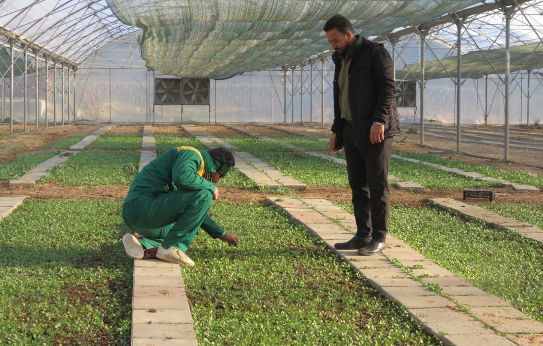 تولید ۵۰۰ هزار نشا‌ء گُل‌فصلی در کرمانشاه