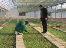 تولید ۵۰۰ هزار نشا‌ء گُل‌فصلی در کرمانشاه