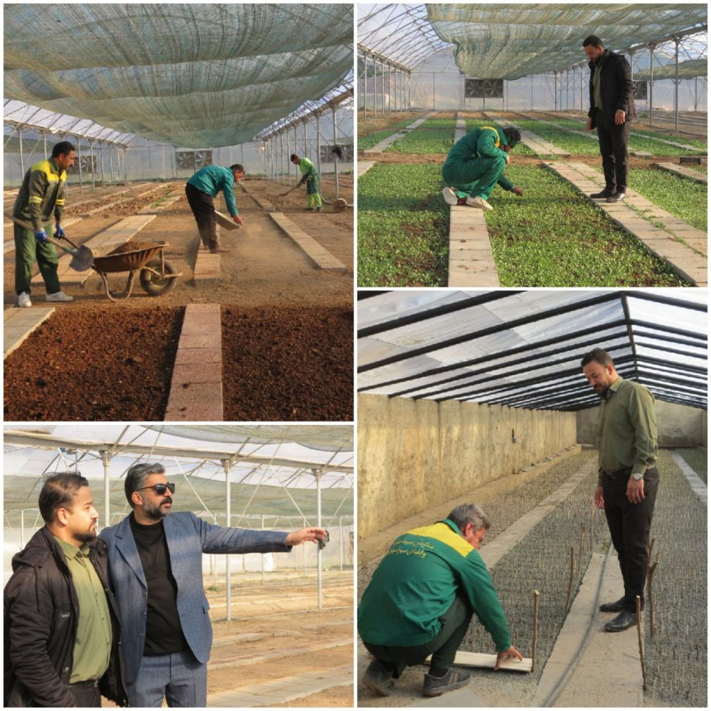 تولید ۵۰۰ هزار نشاء گُلفصلی در کرمانشاه